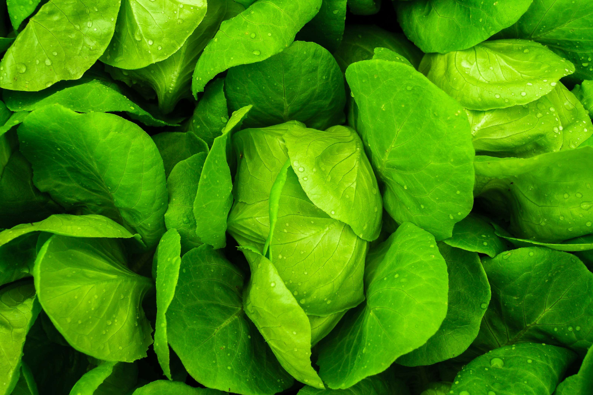 Austin Fresh Returns for Five More Years